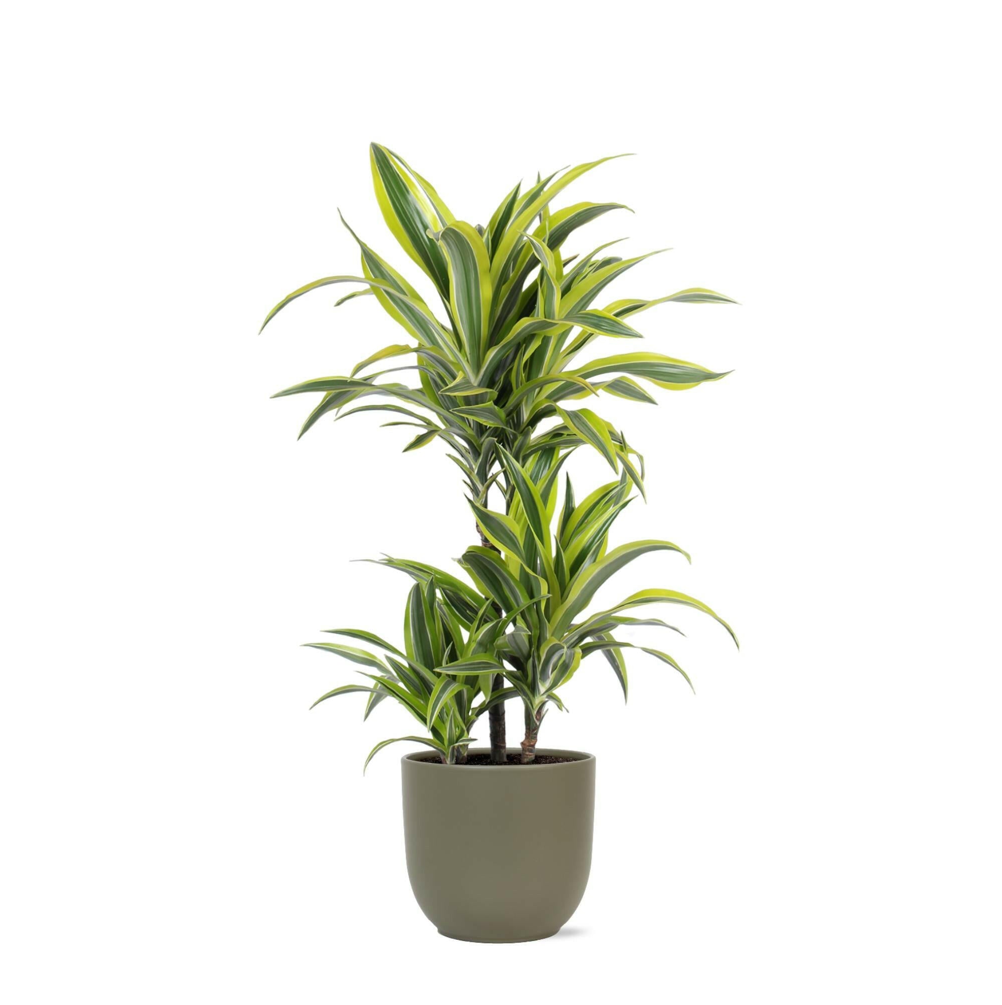 Dracaena Lemon Lime in Stijlvolle Boule OLIJF Pot - Ø21cm, Hoogte 65cm Sierplantenshop .