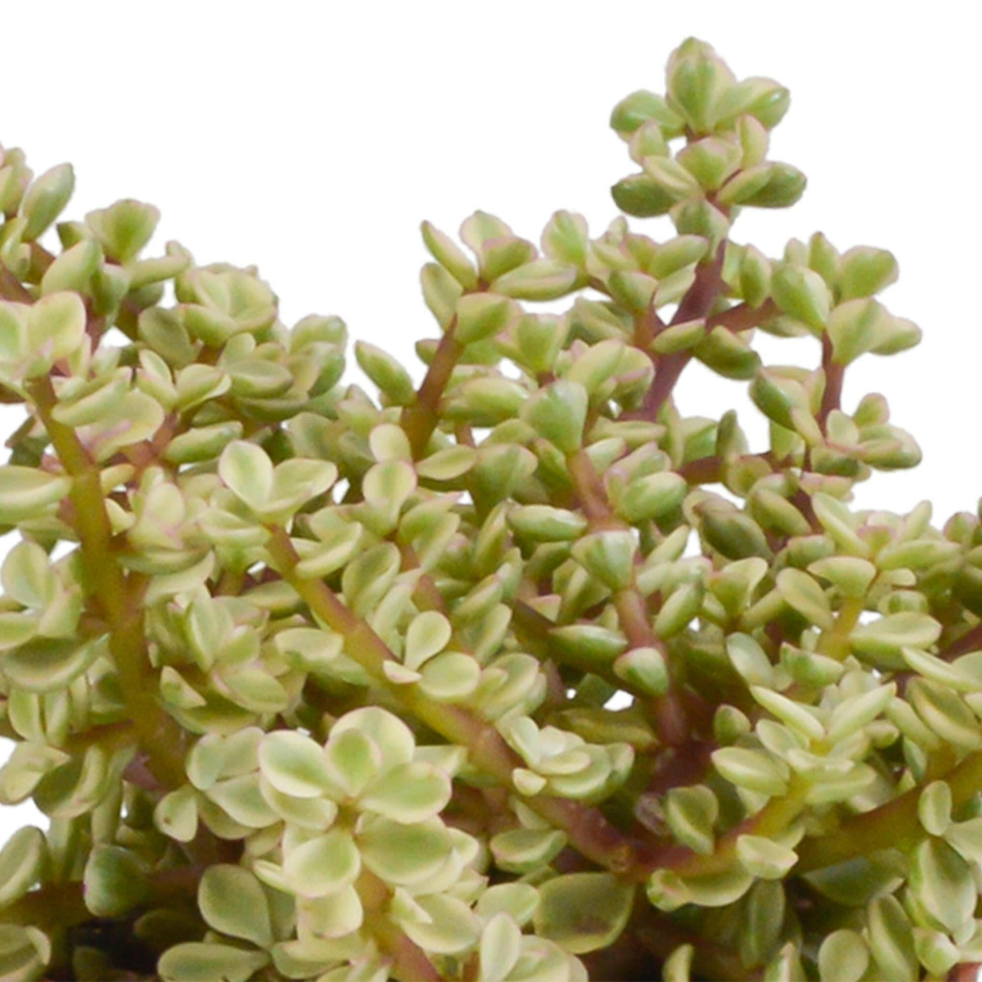 Crassula Plantenmix in Witte Pot - Set van 3 - 10,5 cm Sierplantenshop .