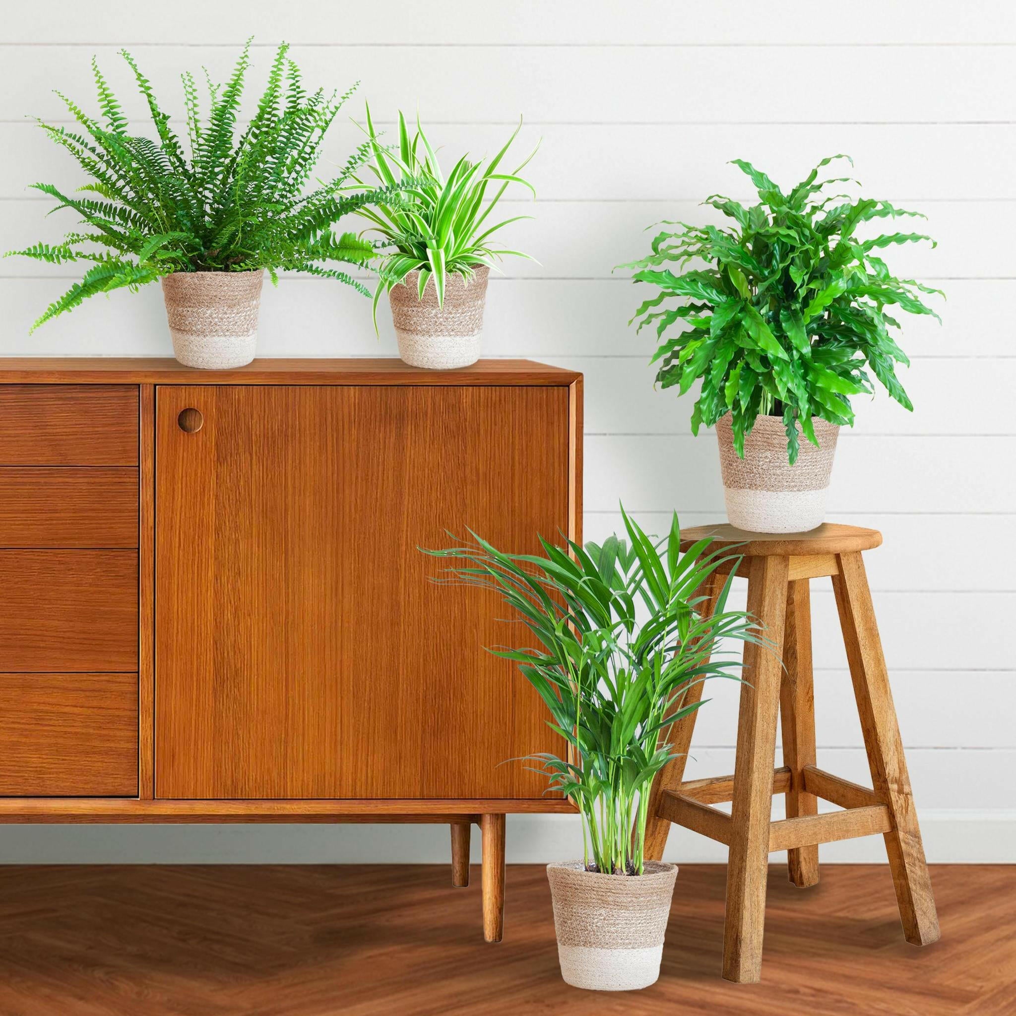 Areca Lutescens Diervriendelijke Planten Set voor een Groener Interieur Sierplantenshop .