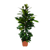 Ficus Cyathistipula - Ø21cm - ↕105cm