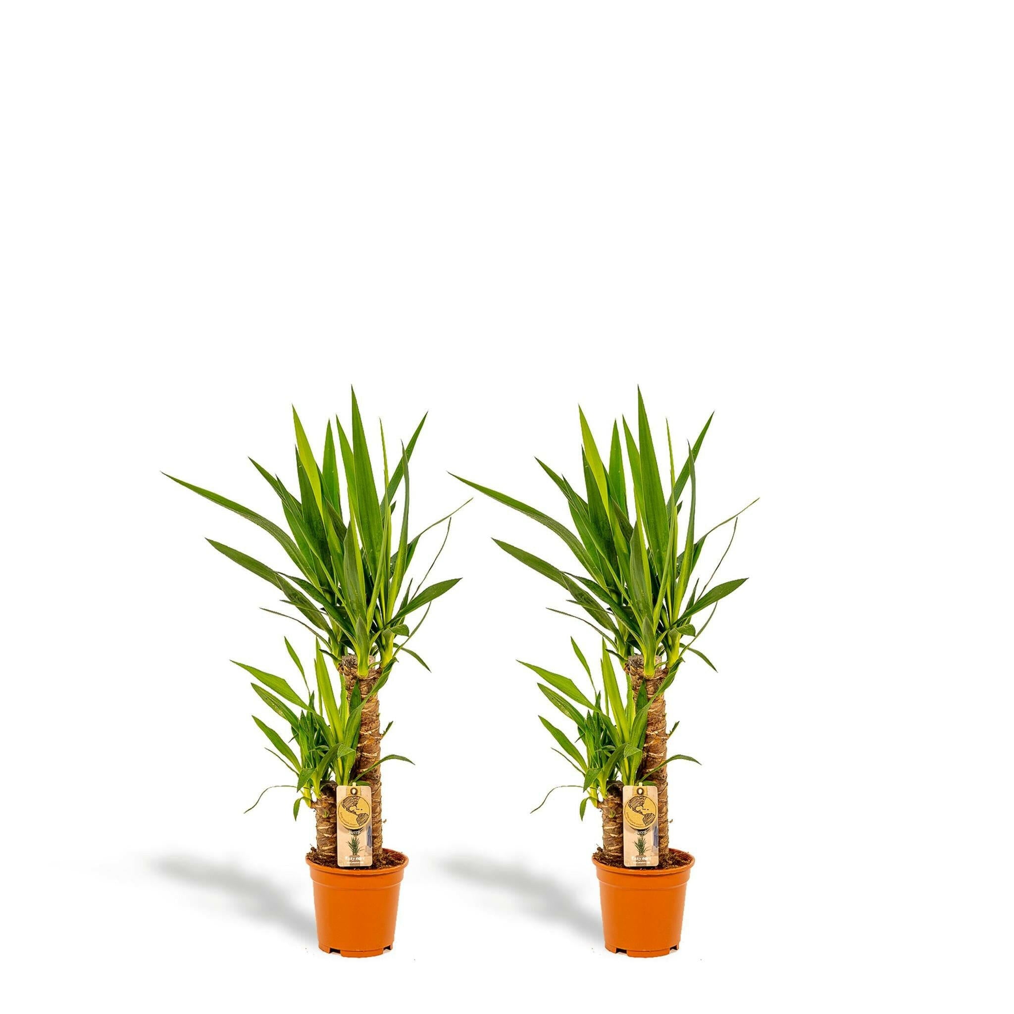 Set van 2 Yucca Planten - Elegante Interieurdecoratie - Hoogte 90cm - Diameter 17cm | Sierplantenshop 