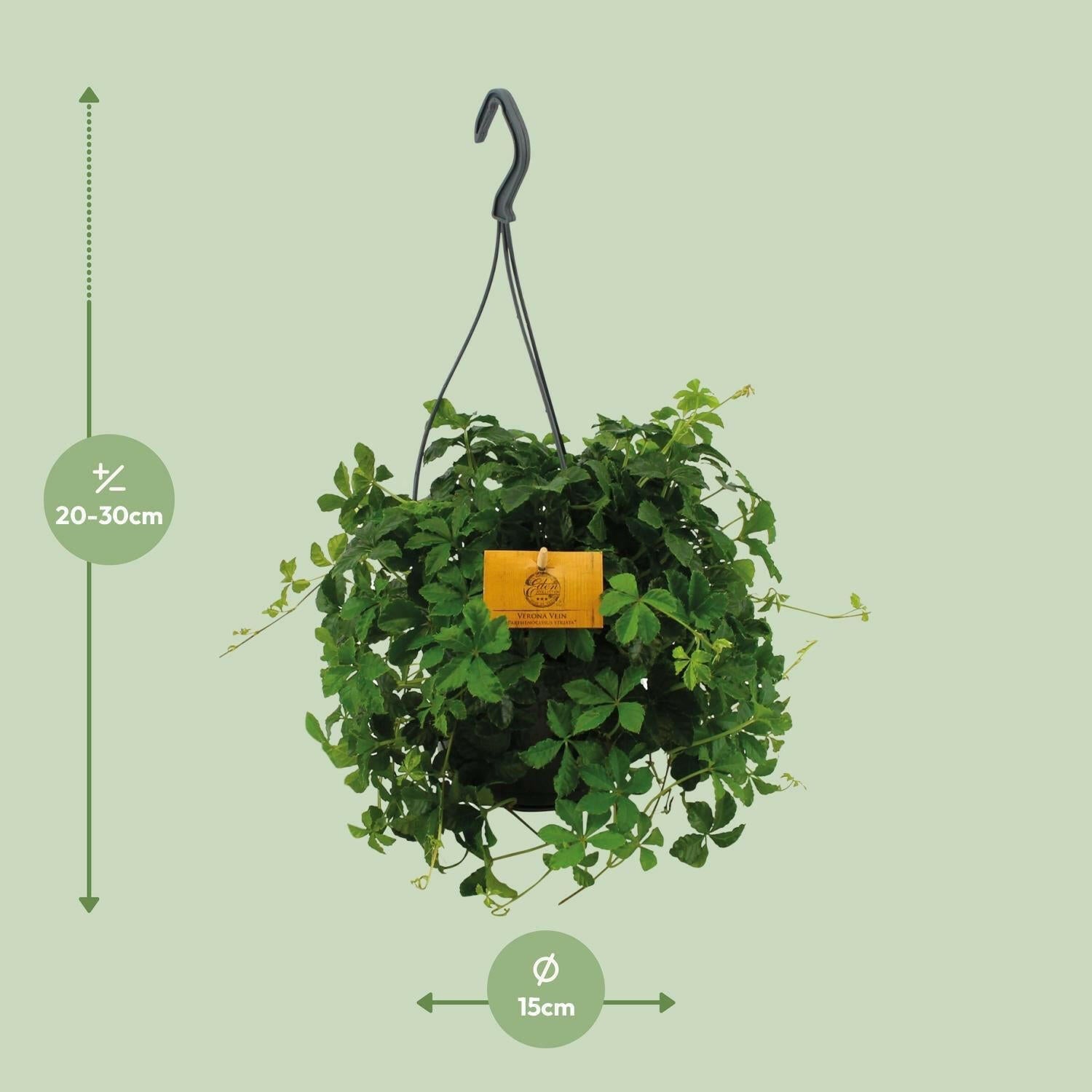 Parthenocissus Striatha Hangplant - Ø15cm - ↕15cm - Elegante Klimplant voor Binnen en Buiten | Sierplantenshop 