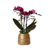 Phalaenopsis Paarse Orchidee - Morelia met Gouden Groove Sierpot - Ø9cm Potmaat - 35cm Hoog | Sierplantenshop 