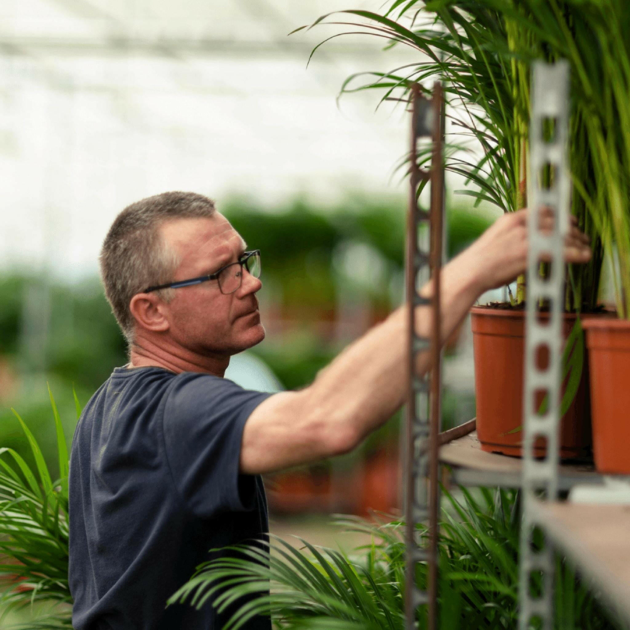 Elegante Dracaena Marginata - Ø19cm - Hoogte 100cm - Tropische Sfeer voor Uw Interieur Sierplantenshop .