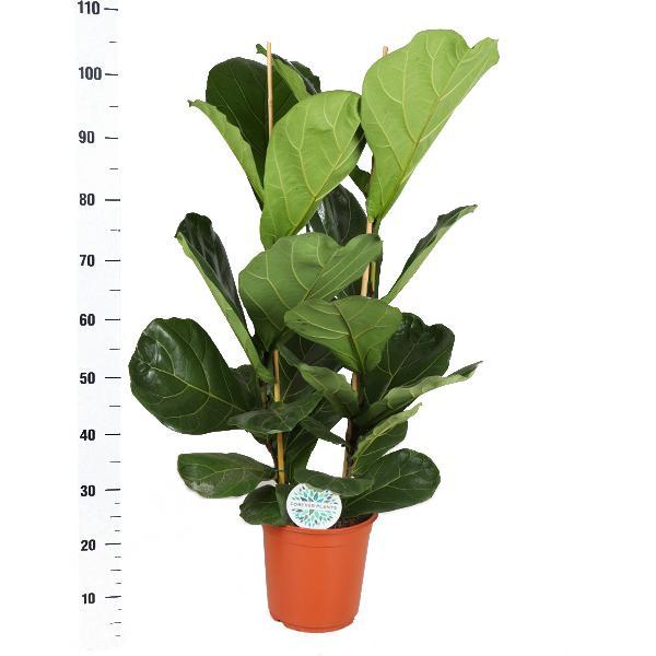 Ficus Lyrata - Ø24cm - ↕120cm in Boule ANTRACIET pot | Sierplantenshop 