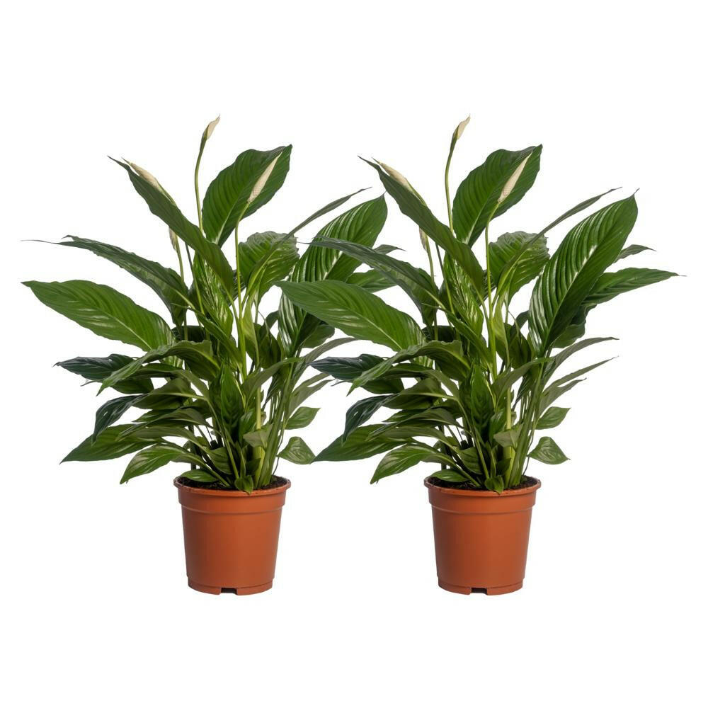 Spathiphyllum Vivaldi - Set van 2 - Ø17cm - Hoogte 70cm | Sierplantenshop 