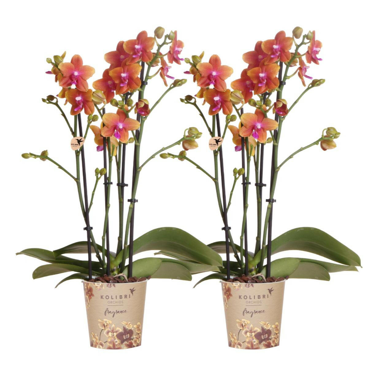 Phalaenopsis Geurige Oranje Orchideeën COMBI DEAL van 2 - Potmaat Ø9cm -↕35cm  Bloeiende Kamerplant Vers van de Kweker | Sierplantenshop 