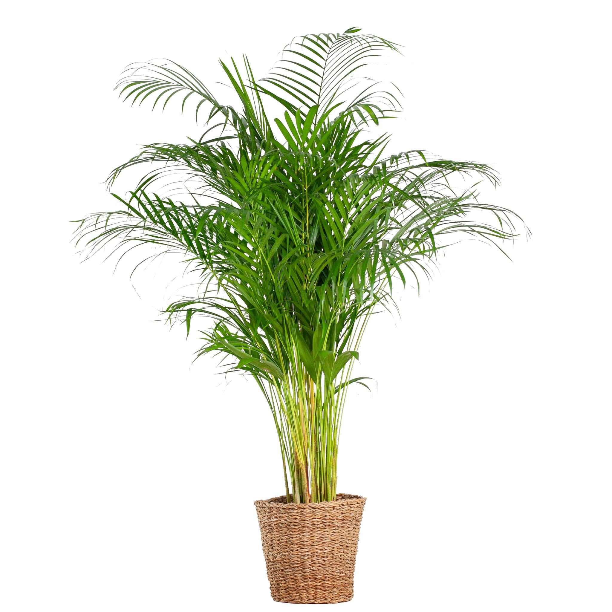 Areca Palm (dypsis) XL met mand Torun - 120cm - Ø24.