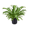 Asplenium Nidus Crissie - Vogelnestvaren - Ø17cm - Hoogte 40cm Sierplantenshop .