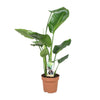 Strelitzia Nicolai - Tropische Elegantie in Pot Ø17cm - Hoogte 60cm | Sierplantenshop 