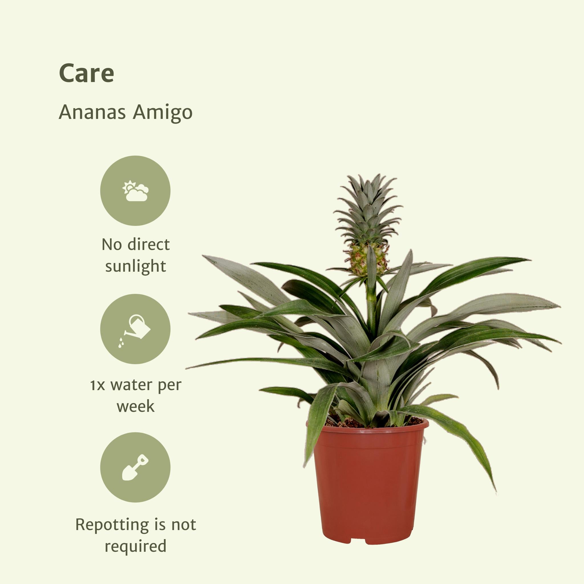 Ananas Mi Amigo - Ø12cm - ↕40cm Bromelia (Ananasplant) - 2 stuks -
