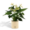 Anthurium andreanum Vanilla met elegante PURE zink pot - 45cm - Ø12 Sierplantenshop .