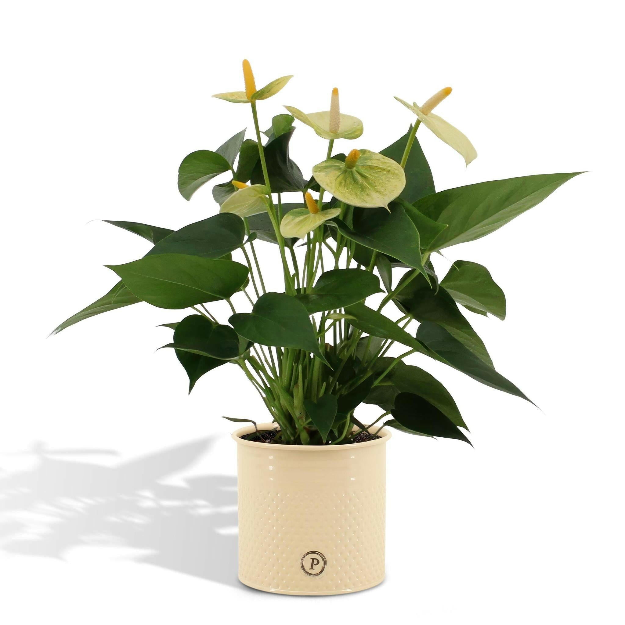 Anthurium andreanum Vanilla met elegante PURE zink pot - 45cm - Ø12 Sierplantenshop .