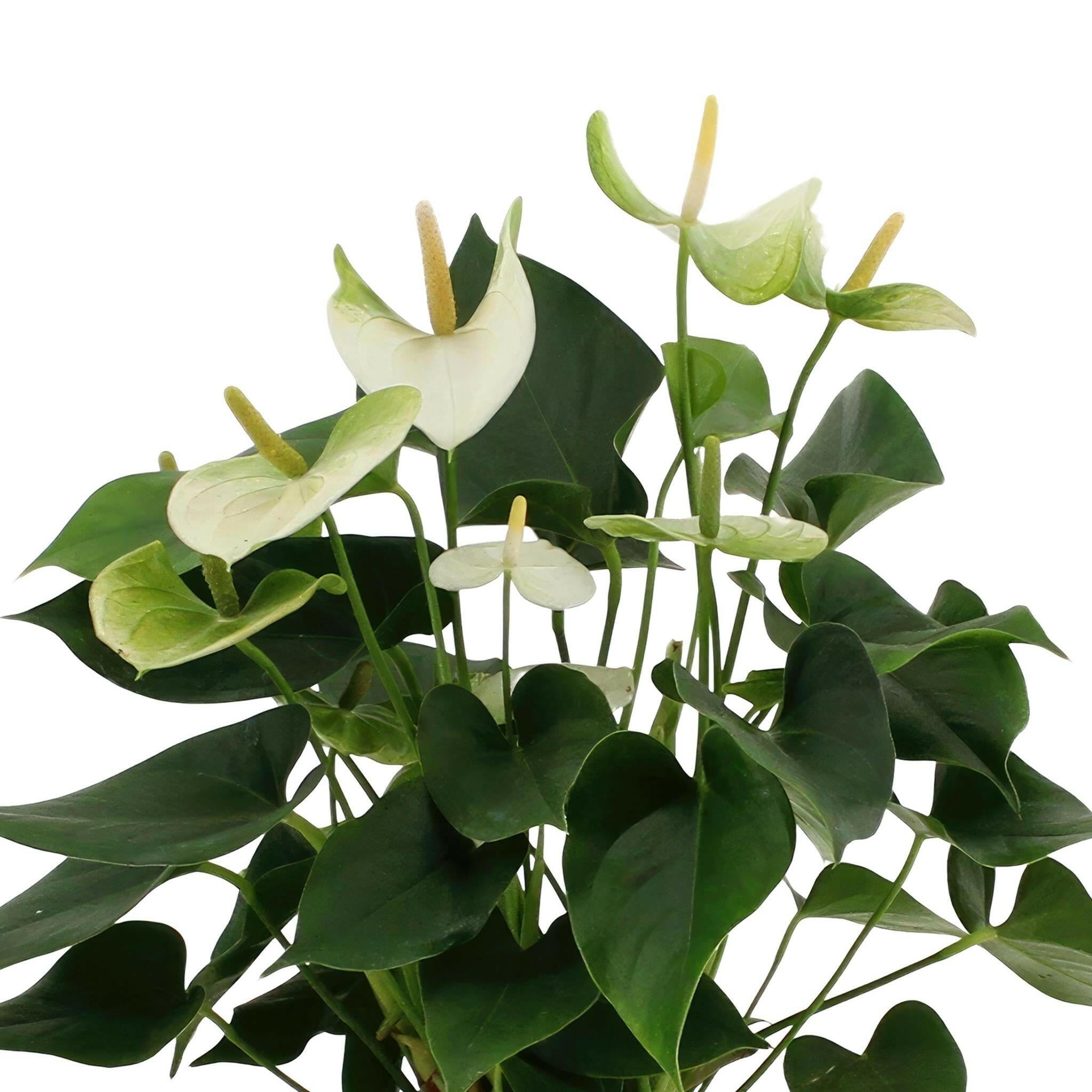 Anthurium Namora met PURE Zink Mand - 45 cm - Ø12 Sierplantenshop .