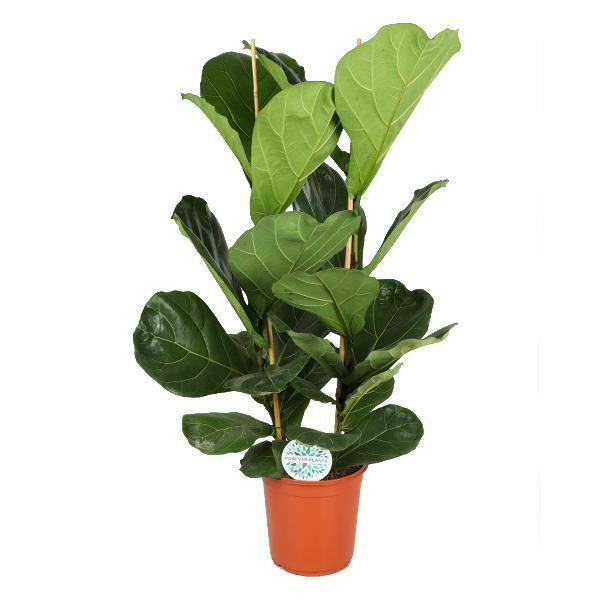 Vioolblad Ficus - Ø24cm - ↕120cm | Sierplantenshop 