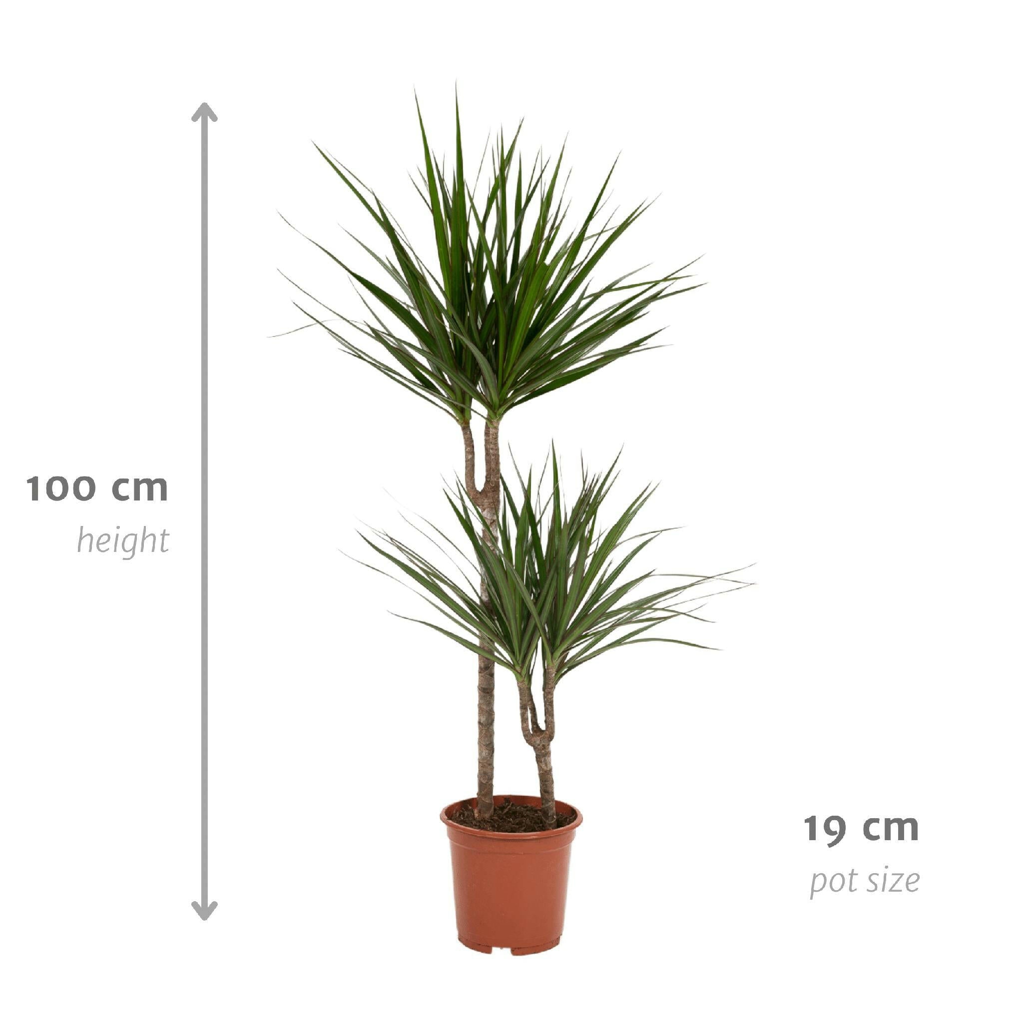 Elegante Dracaena Marginata - Ø19cm - Hoogte 100cm - Tropische Sfeer voor Uw Interieur Sierplantenshop .