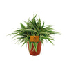 Chlorophytum Ocean - Spinplant in Pot Ø15cm - Hoogte 25cm Sierplantenshop .