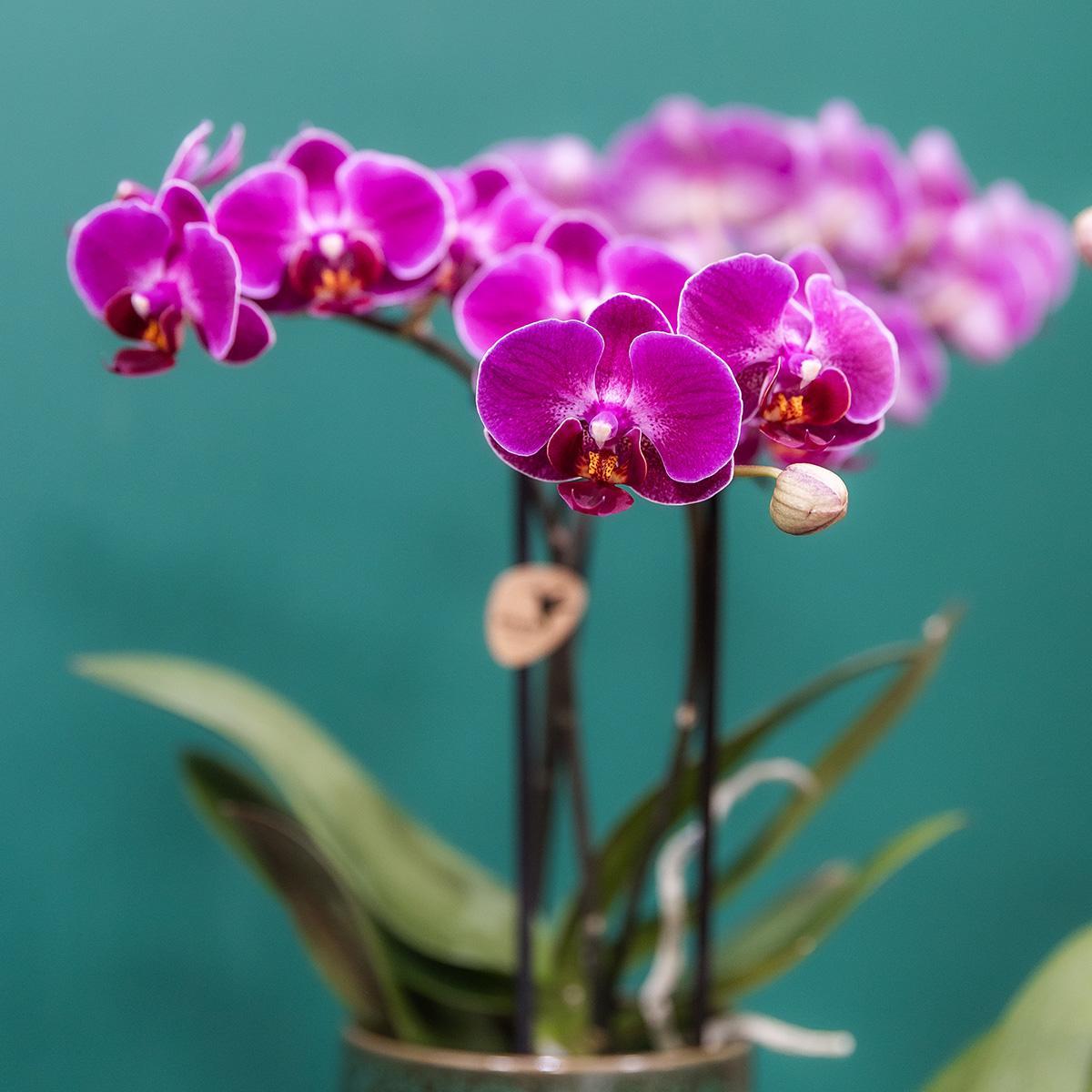 Sierplantenshop - Paarse phalaenopsis orchidee - Morelia - potmaat Ø9cm  - Morelia Classy green- potmaat Ø9cm
