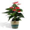 Anthurium Sweet Dream met PURE mand - 45cm - Ø12 Sierplantenshop .