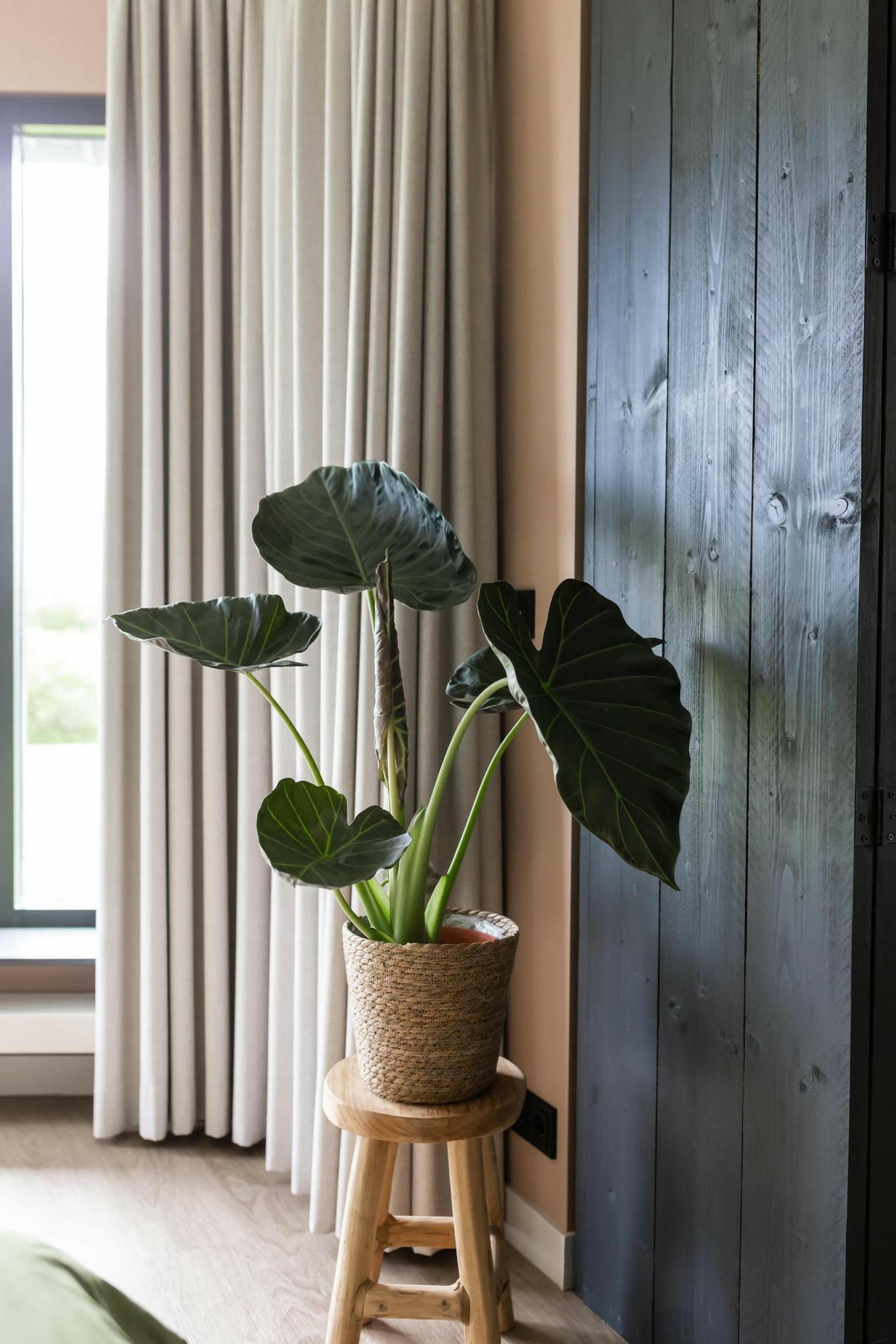 Alocasia Regal Shield Plantenwonder Ø24cm - ↕110cm Sierplantenshop .