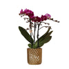 Phalaenopsis Paarse Orchidee Morelia in Gouden Diamond Sierpot - Ø9cm - 35cm Hoog | Sierplantenshop 