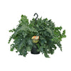 Phlebodium Davana - Ø20 cm ↕ 40 cm | Sierplantenshop 