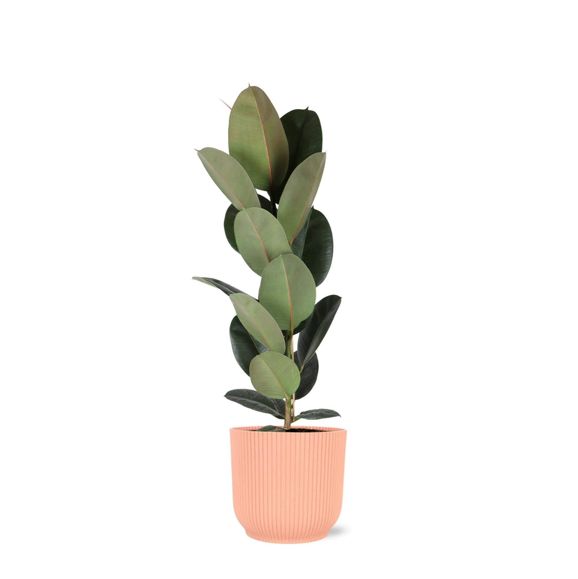 Ficus elastica Robusta - Ø21cm - ↕90cm in Vibes ROZE pot voor een stijlvolle en luchtzuiverende touch Sierplantenshop .