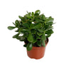 Crassula Argentea Ovata - Jadeplant - Ø17cm - ↕35cm - Onderhoudsvriendelijk en Luchtzuiverend Sierplantenshop .