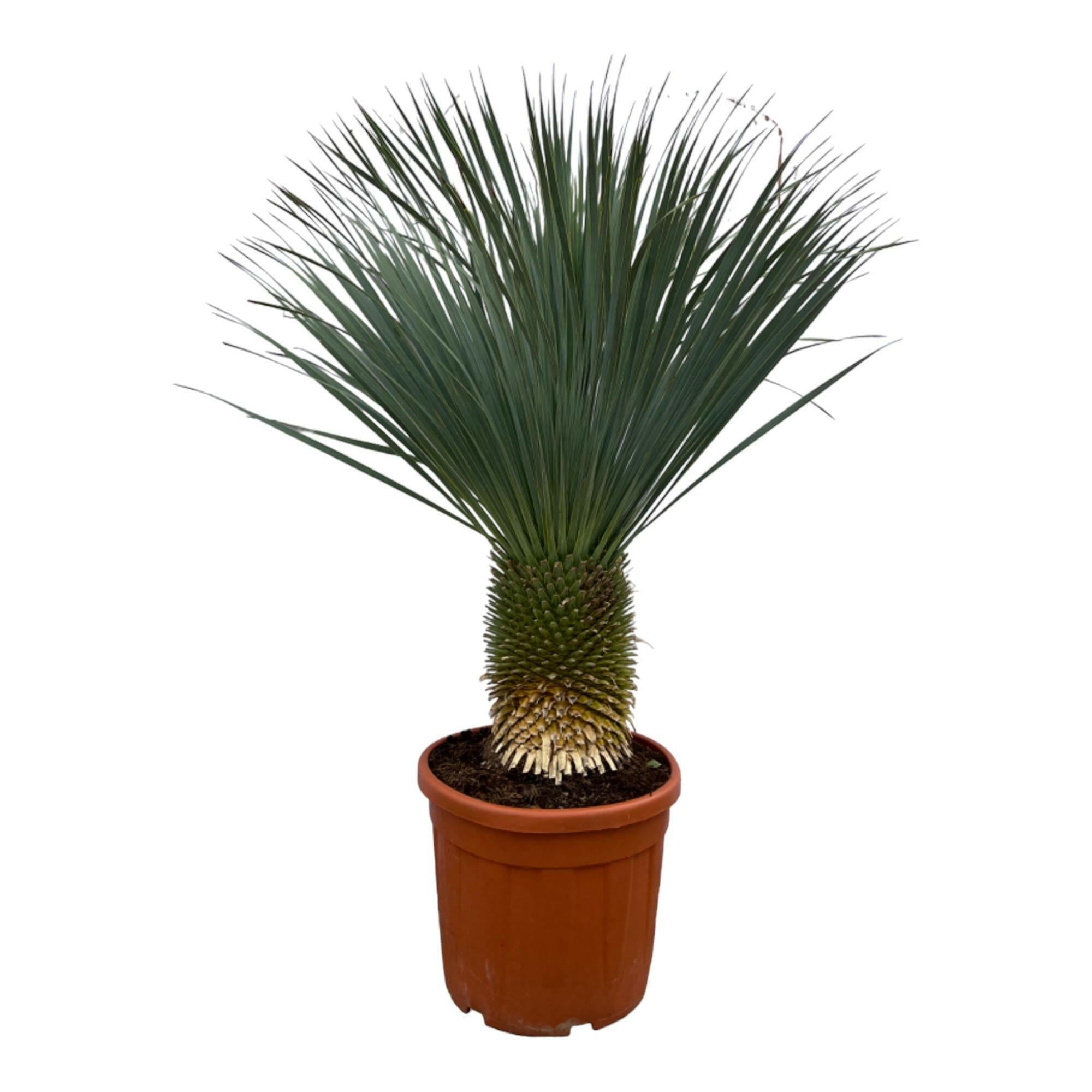 Exotische Yucca Rostrata - Hoogte 160 cm - Diameter 50 cm Sierplantenshop .