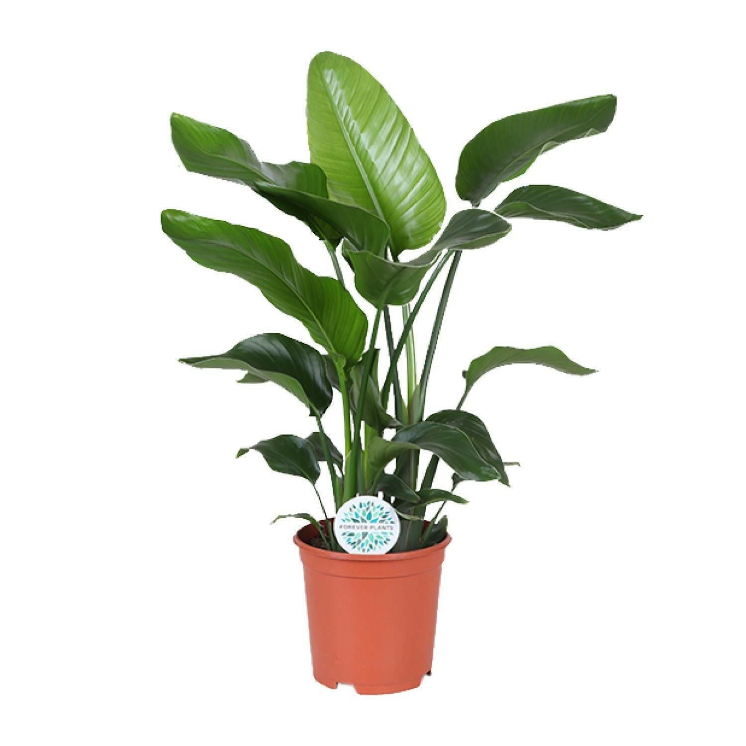 Strelitzia Nicolai - Ø21cm - 80cm Hoogte Tropische Kamerplant | Sierplantenshop 