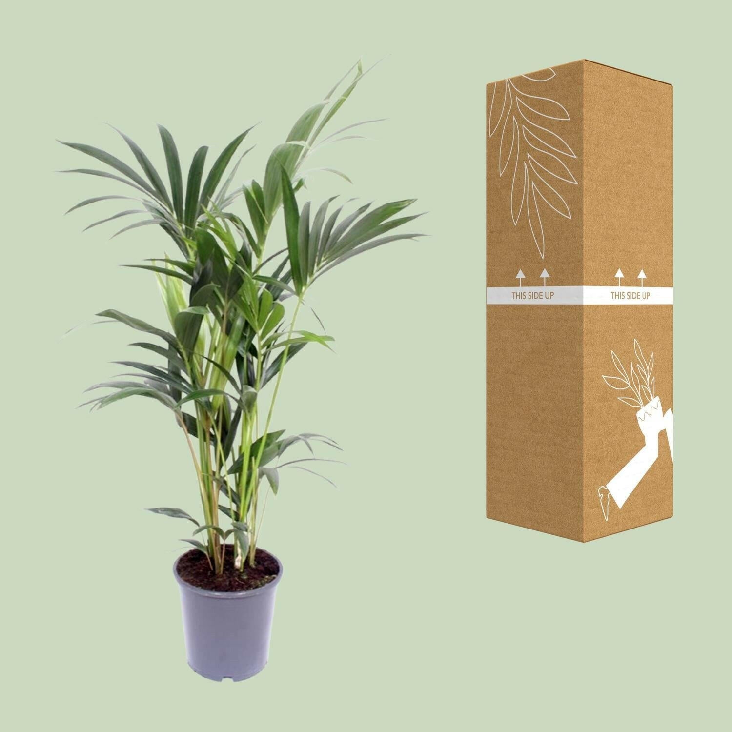 Kentia Palm - Howea Forsteriana - Ø21cm - 120cm Hoogte | Sierplantenshop 