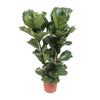 Ficus Lyrata - Vioolbladplant - Ø27cm - Hoogte 100cm - Eyecatcher voor Uw Interieur | Sierplantenshop 