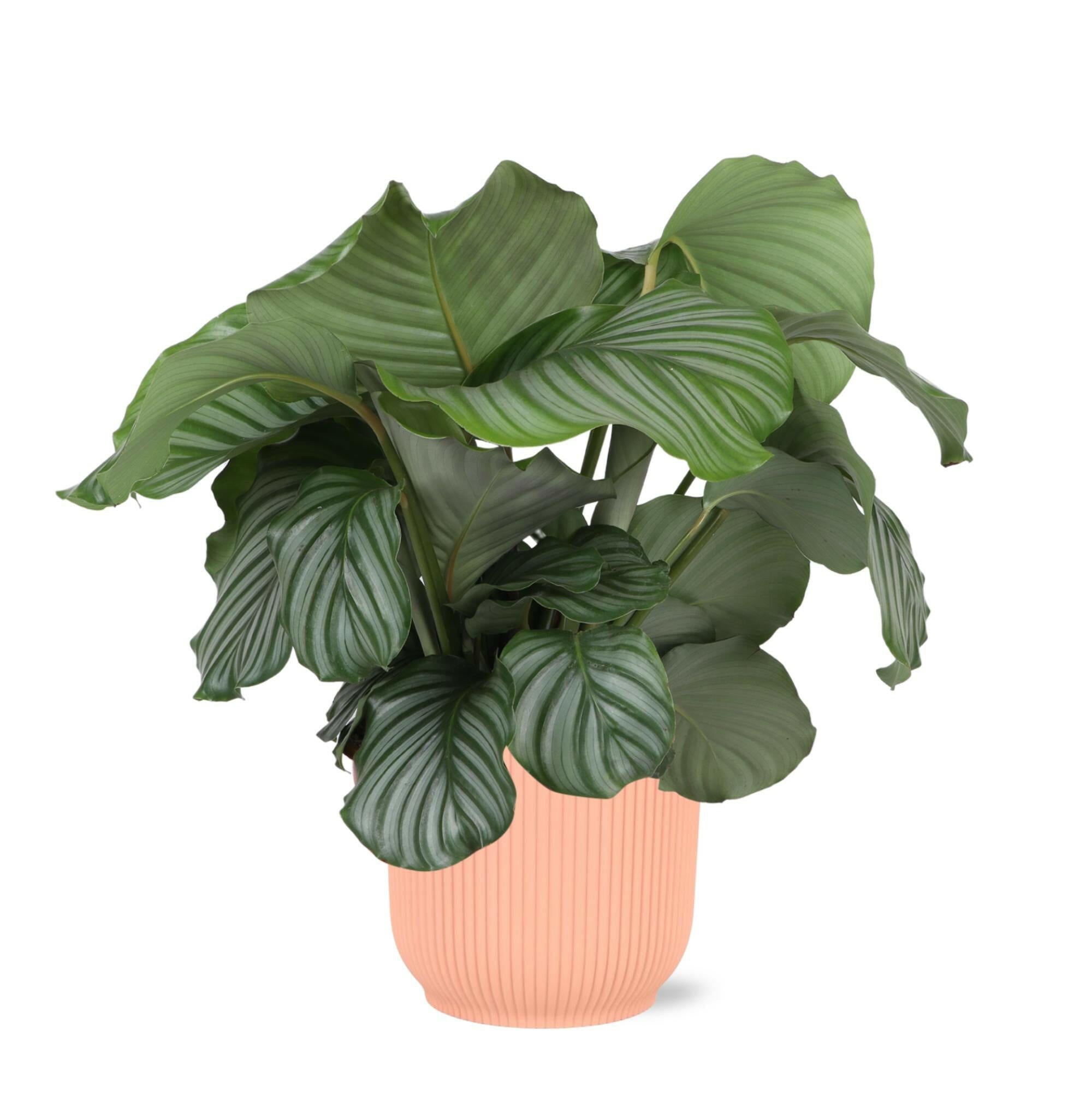 Calathea Orbifolia in Vibes ROZE Pot - Ø21cm met een hoogte van 70cm Sierplantenshop .