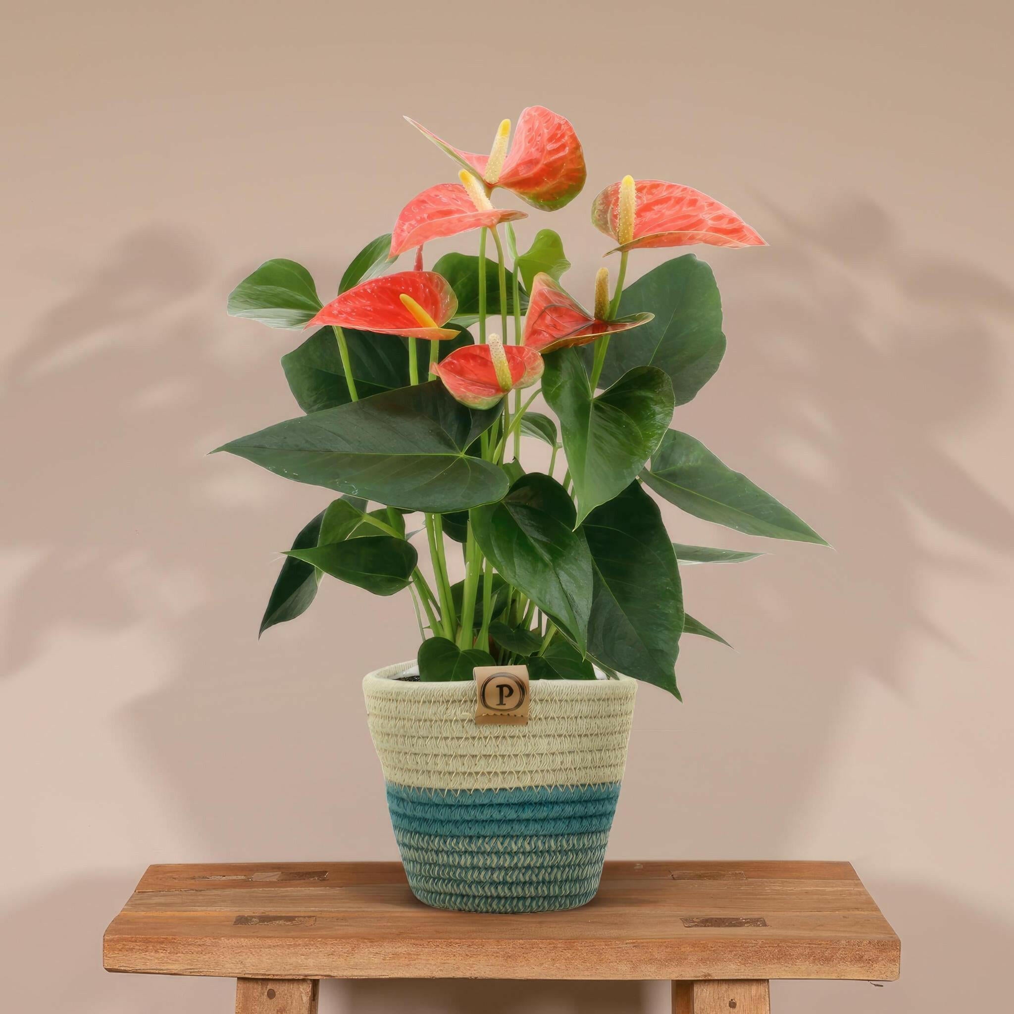 Anthurium andreanum Prins van Oranje met stijlvolle PURE mand - 45cm - Ø12 Sierplantenshop .