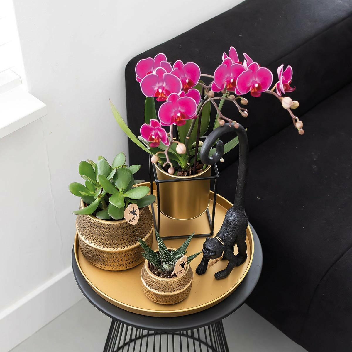 Paarse Phalaenopsis Orchideeën Set van 2 | COMBI DEAL - Morelia -Ø9cm -↕35cm  Bloeiende Kamerplant Rechtstreeks van de Kweker | Sierplantenshop 