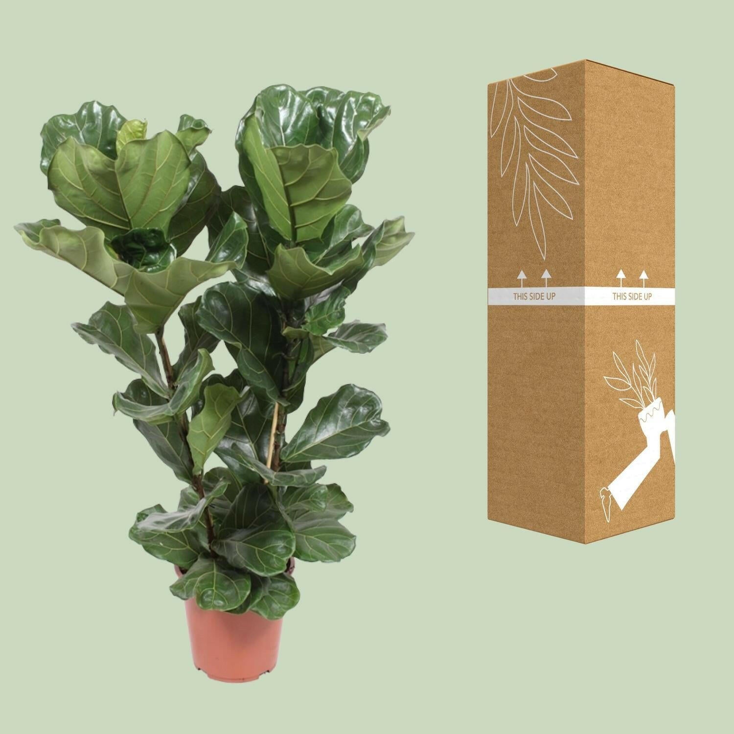 Ficus Lyrata - Vioolbladplant - Ø27cm - Hoogte 100cm - Eyecatcher voor Uw Interieur | Sierplantenshop 