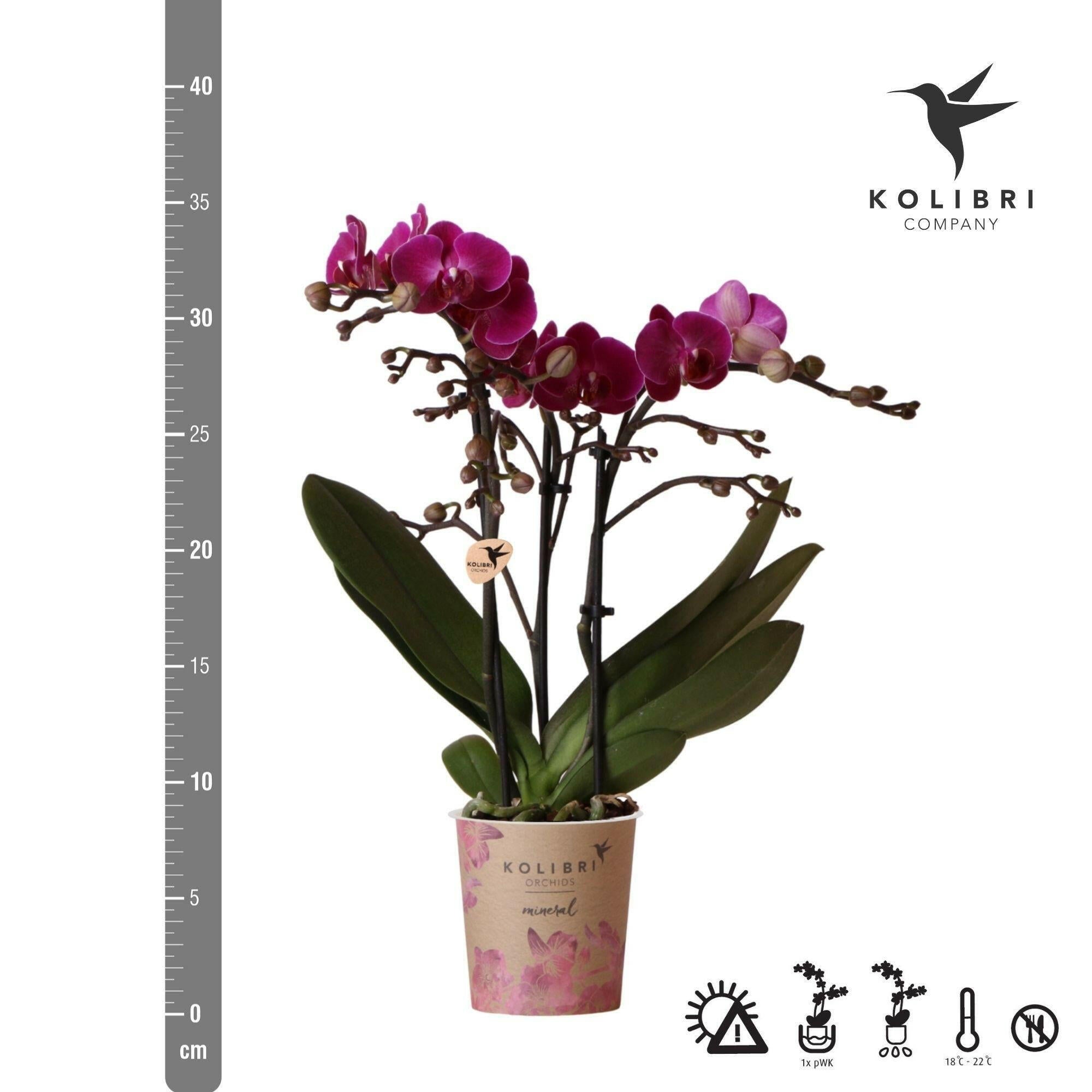 Paarse Phalaenopsis Orchidee - Morelia | Bloeiende Kamerplant in Potmaat Ø9cm -↕35cm - Vers van de Kweker | Sierplantenshop 