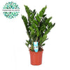 Zamioculcas Zamiifolia - Luxe Kamerplant - Ø21cm - Hoogte 95cm | Sierplantenshop 