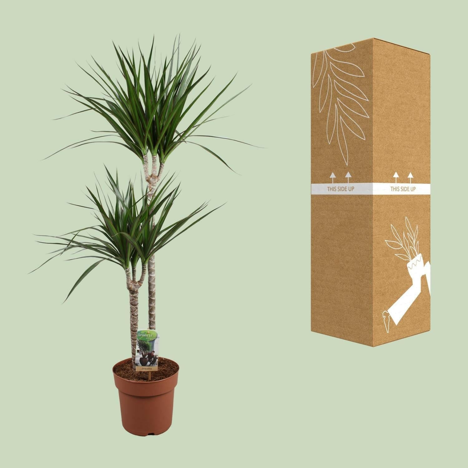 Drakenboom - Elegante Sierplant - Ø19 ↕110 cm Sierplantenshop .