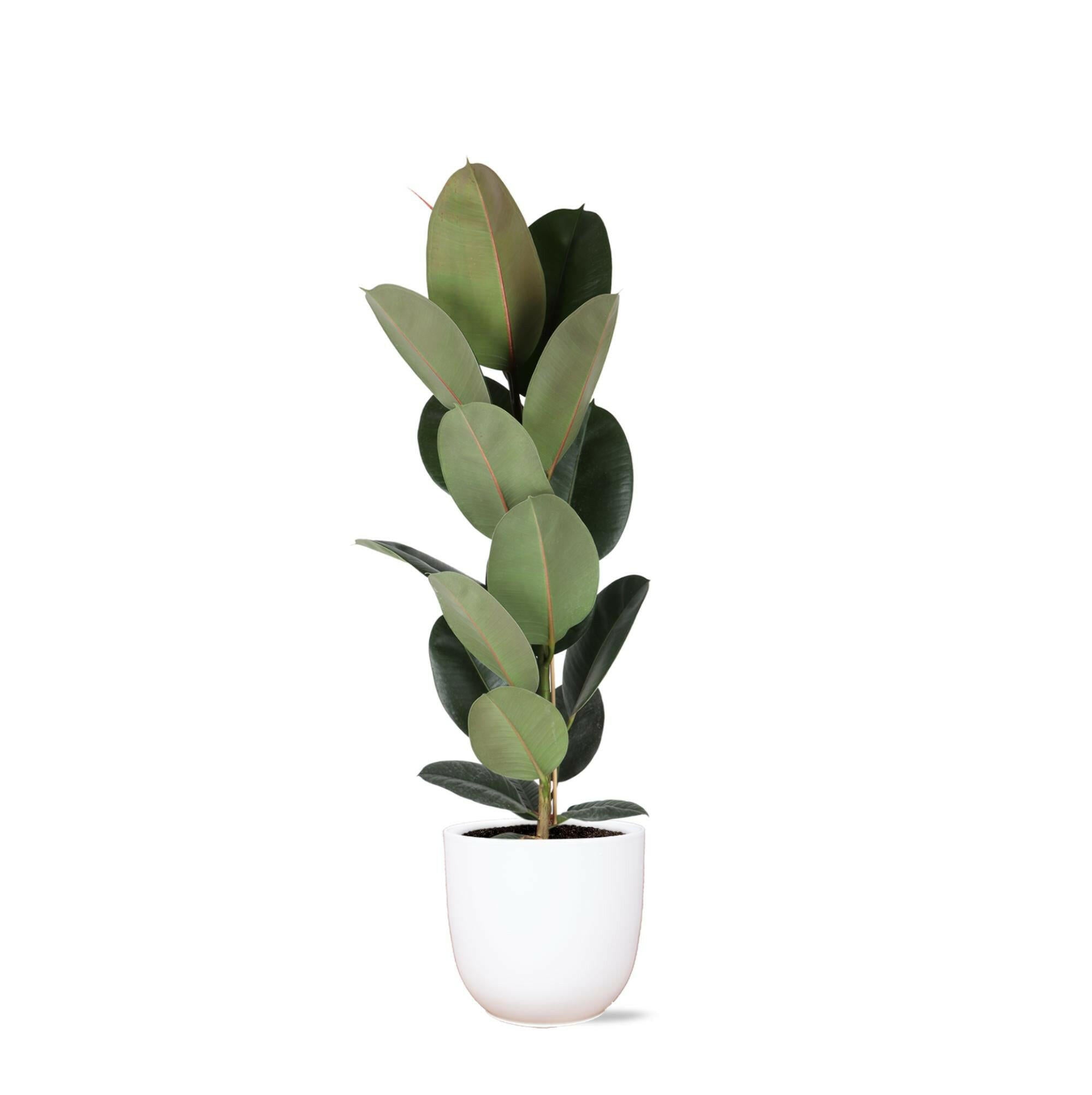 Ficus elastica Robusta - Ø21cm - ↕90cm in Witte Boule Pot Sierplantenshop .