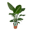 Exotische Strelitzia Nicolai - Ø19cm - Hoogte 80cm Sierplantenshop .