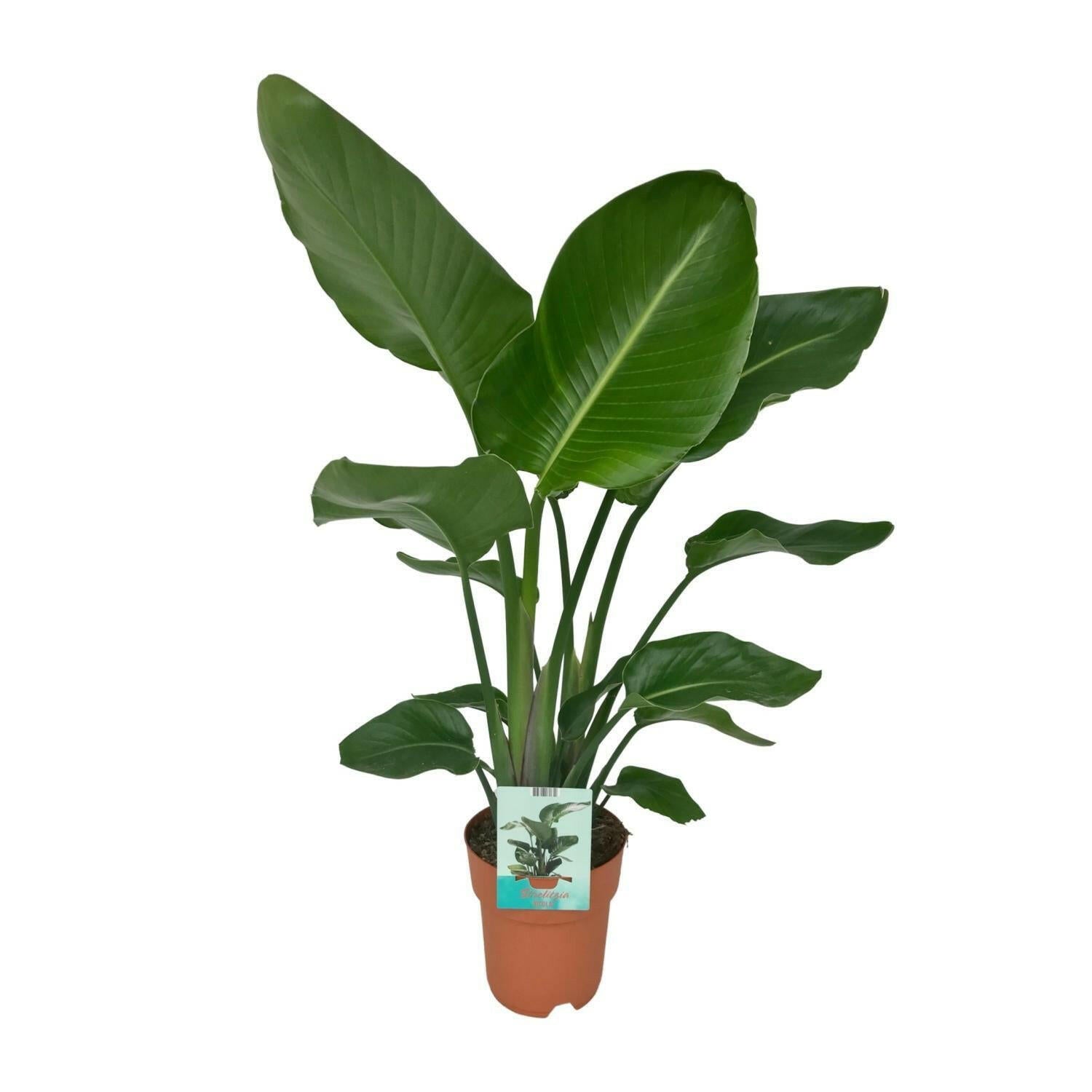 Exotische Strelitzia Nicolai - Ø19cm - Hoogte 80cm Sierplantenshop .