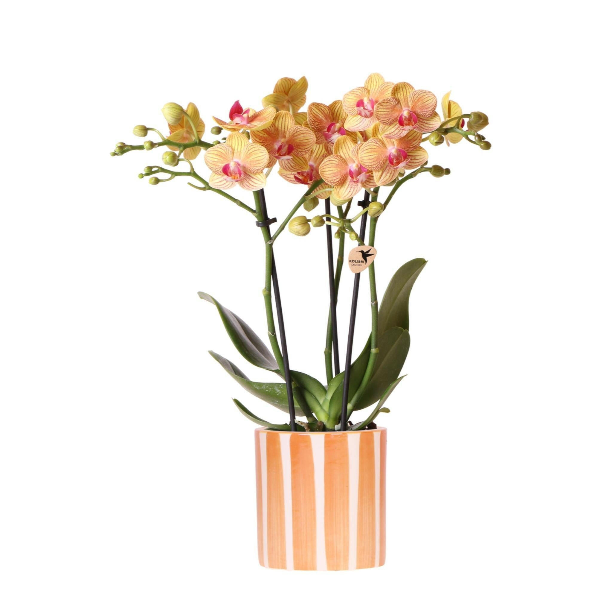 Phalaenopsis  Oranje met Geschilderde Streep Pot - Ø9cm -↕35cm  Bloeiende Kamerplant - Vers van de Kweker | Sierplantenshop 