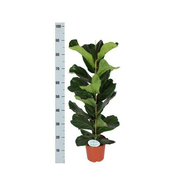 Ficus Lyrata in Elegante Witte Boule Pot - Ø21cm - ↕90cm | Sierplantenshop 