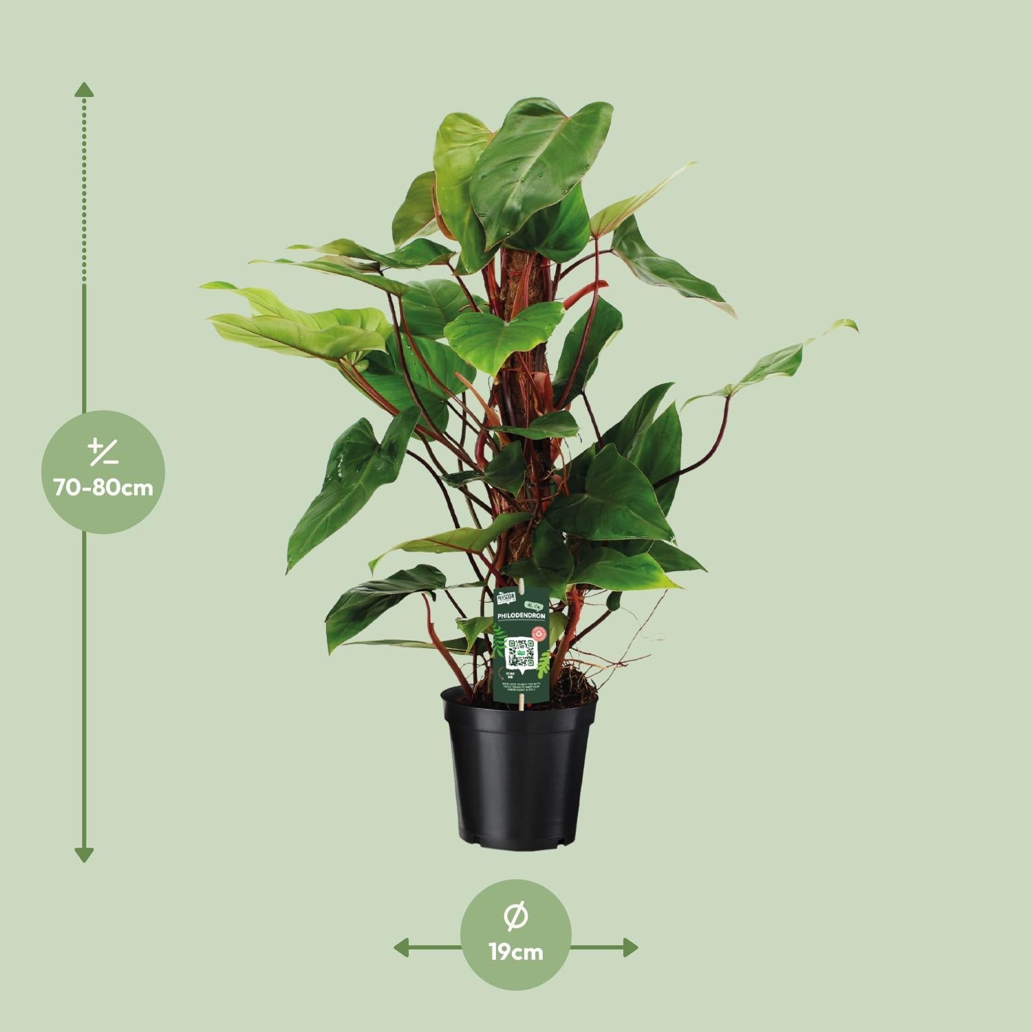 Philodendron Red Emerald - Ø19 ↕80