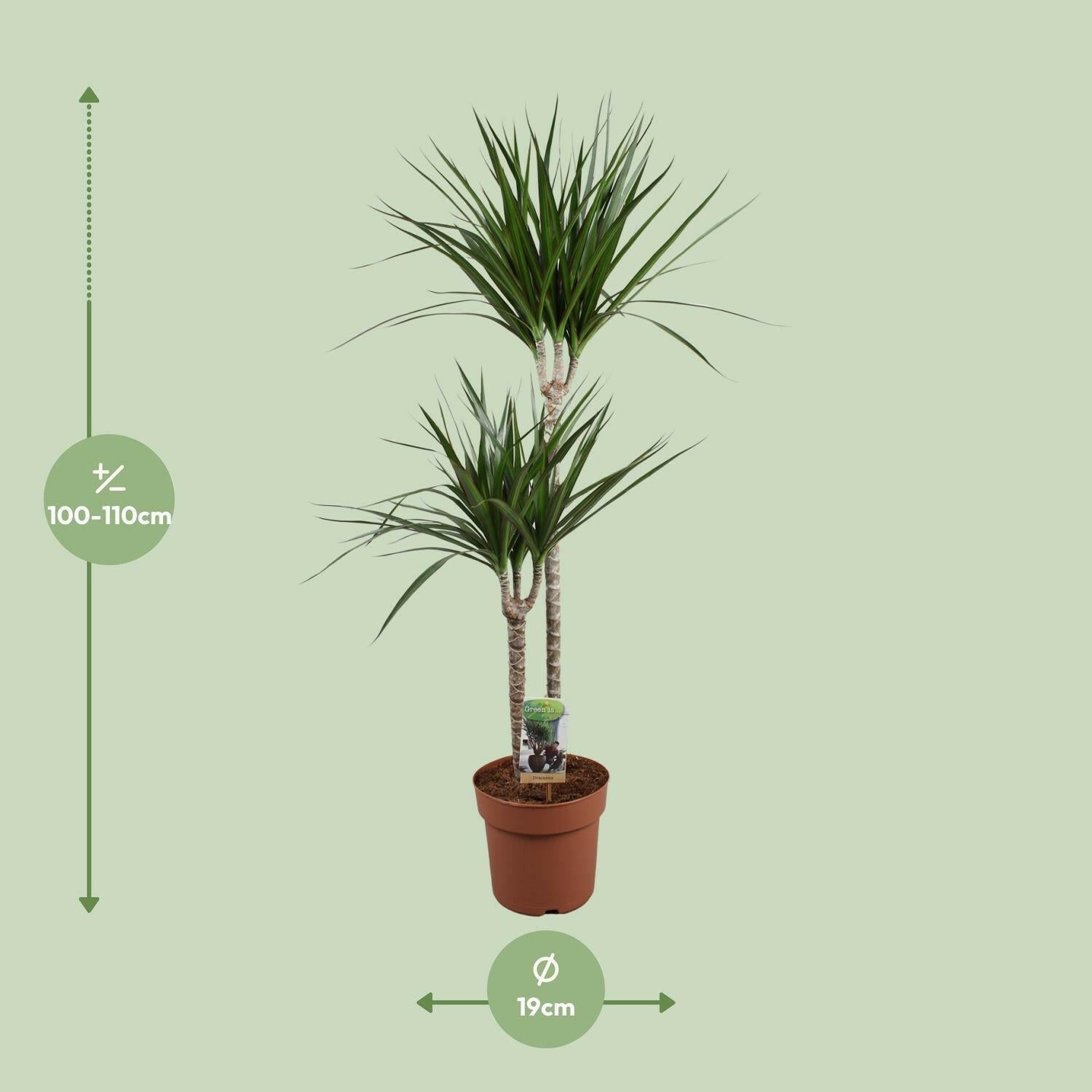 Drakenboom - Elegante Sierplant - Ø19 ↕110 cm Sierplantenshop .