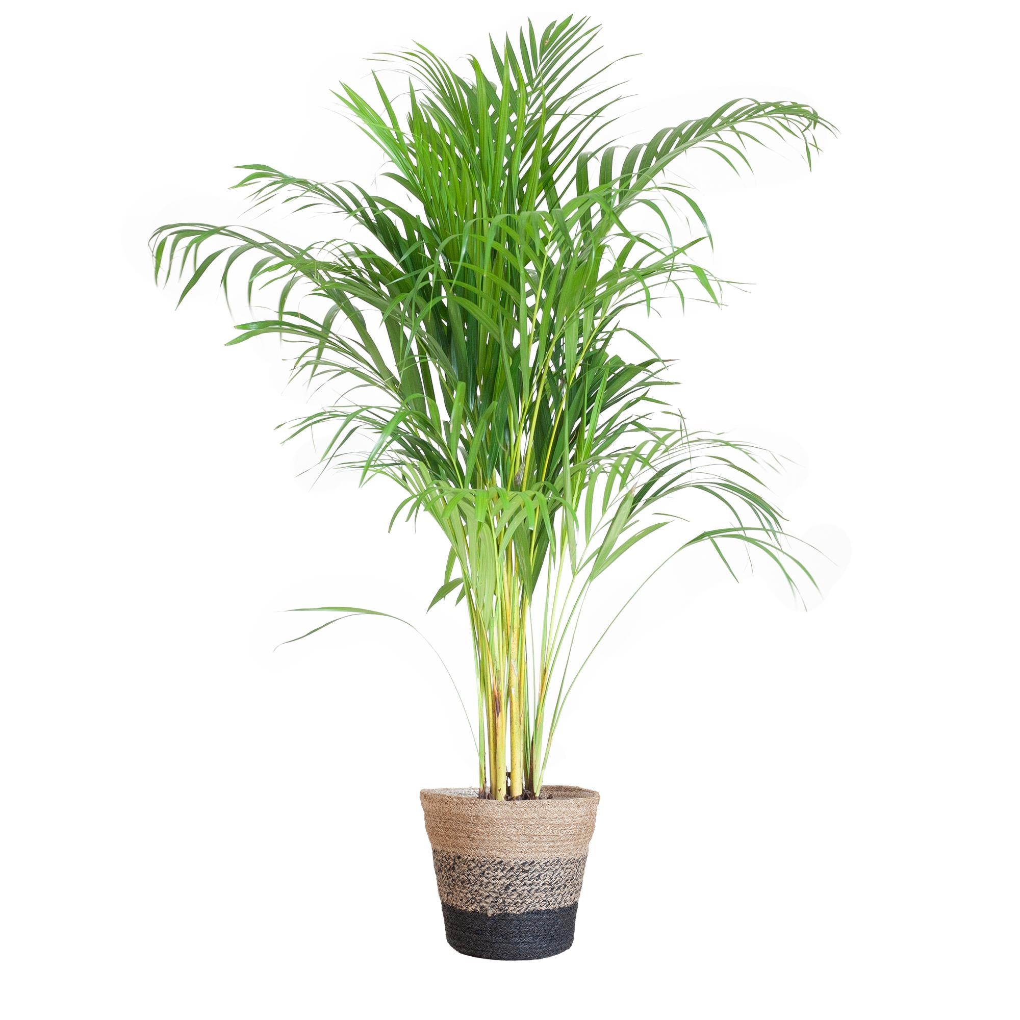 Areca Palm (Dypsis) met Lissabon mand zwart - 100cm - Ø21.