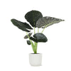 Alocasia Regal Shield in Elegante Witte Pot - Ø21cm, Hoogte 100cm Sierplantenshop .