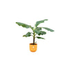 Tropische Bananenplant (Musa) met Gele elho Jazz Round Pot Ø23 cm - 100 cm Hoog | Sierplantenshop 