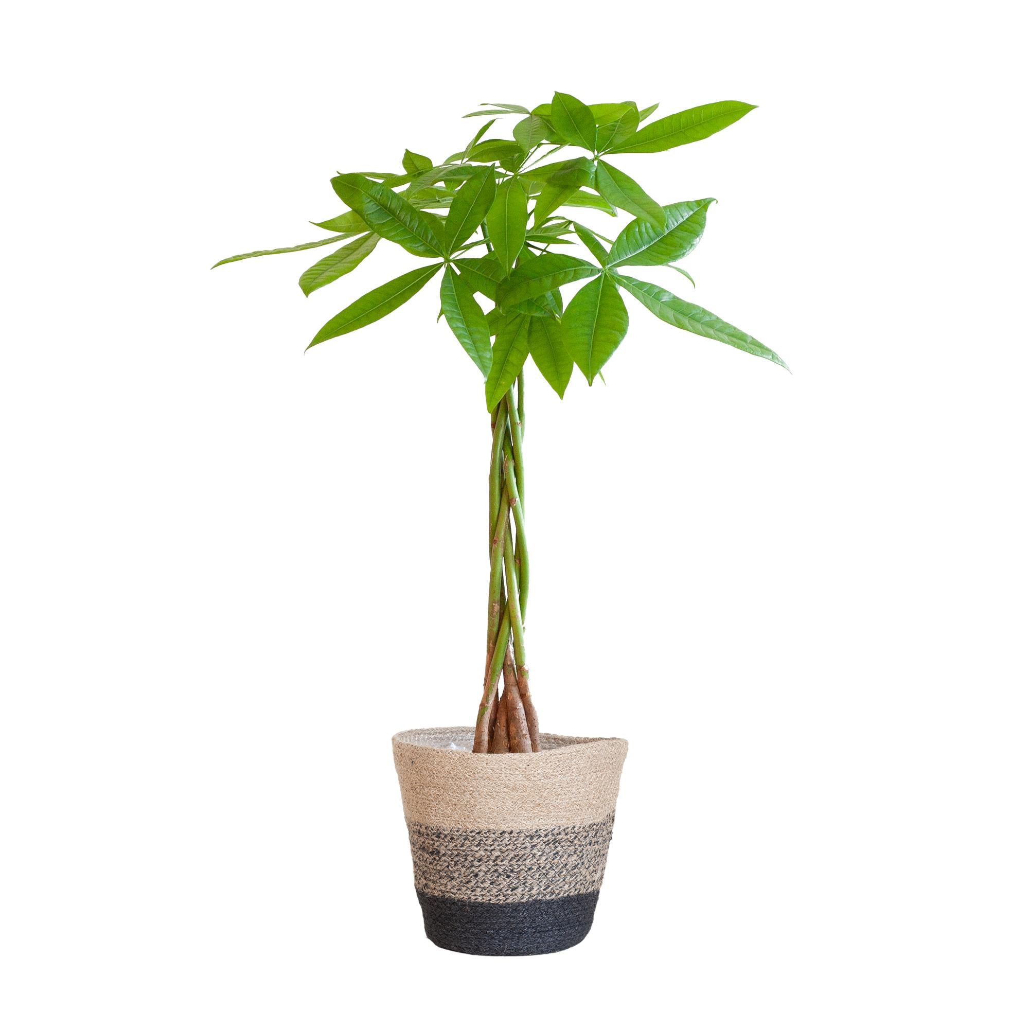 Pachira Aquatica met Mand Lissabon zwart - 80cm - Ø21 | Sierplantenshop 